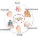 Orthopedic Hallux Valgus Corrector for Big Toe Joint Pain Relief - Ultra-Thin Treatment Sleeve with Toe Separators and Cushion Spacers (Size L) - Buy Online on GoSupps.com