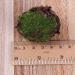 12Pcs Artificial Rock Moss Balls - Garden Decor & Floral Arrangements DIY - Buy Online on GoSupps.com