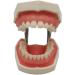 Dytah Typodont -Troch model - Simulated oral teeth made of removal teeth - Teaching dental teeth model adult teeth demonstration model