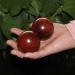 Buy Baoding Balls - Chinese Stress Relief Massage Ball Set for Hand Exercise & Relaxation - Buy Online on GoSupps.com