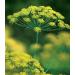 100 Organic Non-GMO Dukat Semi di aneto * Sweetest aromatico ad Alto rendimento - Buy Online on GoSupps.com