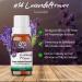 Nordholz Sauna Infusion - 48 Varieties (15ml) | Relaxing Lavender Room Fragrance | Premium Sauna Accessories #14 Lavender Dream - Buy Online on GoSupps.com