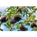 Birds & Bees Teas - Elderberries Dried Organic 8 oz - Buy Online on GoSupps.com