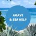 Copper Creek Agave & Sea Kelp (Type Compatible with) Scented Crafting Fragrance Oil for Bath and Body Products Perfumes and Candles 1 Oz - Buy Online on GoSupps.com