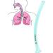 Disposable Nasopharyngeal Airway - Respiratory Health Care Tool - Buy Online on GoSupps.com