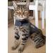 Thundershirt for Cats Large - Buy Online on GoSupps.com