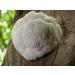Organic Lions Mane Mushroom Coffee | 250G | Ground Organic Arabica Beans - Buy Online on GoSupps.com