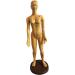 Education Model Toy Model Anatomy Professional Medical Acupuncture Female 48cm 19" - Buy Online on GoSupps.com