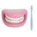 Dental care model teeth clear structure of flexible materials False teeth is used to simulate speaking with children and help children with language development