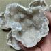 Crystals Stones Raw Irregular Natural Stone White Agate Slice Quartz Minerals (Color : 6-8CM) HOMEZHOU (Color : 6-8cm) - Buy Online on GoSupps.com