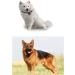 Pet Collar Camera DVR with 16GB TF Card - Black | Monitor & Record Your Dog's Adventures - Buy Online on GoSupps.com