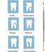 Scaler Scraper | Stainless Steel Dog Hygiene Tool | Hygiene Kit for Labrador Terriers Australian Shepherd Sheep Dog - Buy Online on GoSupps.com