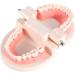 1 Piece Dental Teaching Model - PVC Study Aid for Kids | Learn Proper Toothbrushing Techniques - Buy Online on GoSupps.com