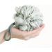 Buy Healifty 3pcs Shower Pouf Loofahs - Exfoliating Bath Scrubber Balls for Spa Experience | International Shipping Available - Buy Online on GoSupps.com
