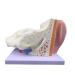 Ear Model Shows The Outer Ear Middle Ear Inner Ear Ossicles and Inner Ear are The Removable Ear Anatomy 1