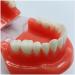 Buy DYTAH Teeth Model for Adults - Standard Typodont for Teaching & Study - Ideal for Dental Demonstrations | International Shipping Available - Buy Online on GoSupps.com
