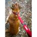 EZYDOG Zero Shock Dog Lead | Zero Shock Technology Shock-Absorbing Dog Leads For Small Dogs Dog Leads For Medium Dogs Dog Leads For Large Dogs Soft Padded Handle Traffic Control 1.2m (Blue) Blue 48 Inch - Buy Online on GoSupps.com