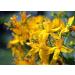 Home Comforts Bloom St John's Wort Hypericum Perforatum Blossom-20 Inch By 30 Inch Laminated Poster With Bright Colors And Vivid Imagery-Fits Perfectly In Many Attractive Frames