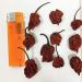 Dried Carolina Reaper Pepper Whole Pods 1/4 oz. - Spicy and Hot! (Basic Pack) - Buy Online on GoSupps.com