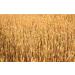 Organic Hard Red Winter Wheat Berries from Rocky Mountains - Cache Harvest Co. Premium (10 oz) - Buy Online on GoSupps.com