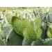 ABBASI & CO Nopal En Polvo Organic Nopal Cactus Powder for Healthy Digestion & Immune Support High in Dietary Fiber Calcium & Vitamin C Vegan Non-GMO and Gluten Free - 8oz Bag - Buy Online on GoSupps.com