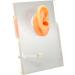 Silicone Right Ear Model with Fine Details - Ideal for ENT Hospitals - Buy Online on GoSupps.com
