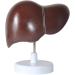 Human Liver Anatomical Model - 1.5X Magnified Liver Model Hepatobiliary Model Pancreatic Gallbladder Model Bile Duct - for Mediacl Educational Training Aid - Buy Online on GoSupps.com