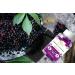 Ved Elderberry Gummies with Vitamin C and Zinc - Elderberry Flavour, Vegetarian, Vegan - 60 Chews - Buy Online on GoSupps.com