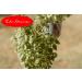 Eder Gew rze - ORGANIC - Basil - 1 kg - Buy Online on GoSupps.com