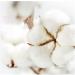 Buy Pjryc 100 Organic Cotton Makeup Remover Pads - Soft Blue Face Wipes for Gentle Skin Care | International Shipping - Buy Online on GoSupps.com