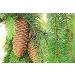Buy Fragrant Moments Whirlpool Fragrance - Spruce Needle 1L | Best International Shipping - Buy Online on GoSupps.com