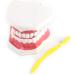 FafeICY 1PC 28 Teeth Teaching Toothbrush Model - Dentist Tool with Handy Toothbrush & Poster for Study Demonstration - Buy Online on GoSupps.com