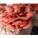 5 Pack Oyster Mushroom Liquid Cultures - Easy Cultivation Solution - Buy Online on GoSupps.com
