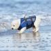 Emust Dog Swimming Vest - Reflective Lifeguard Vest for Small Dogs with Rescue Handle | Safe Swimming & Boating - PO Blue - Buy Online on GoSupps.com