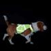 HUNTER Safety Vest for Dogs - Size S - Yellow | Best Reflective Dog Gear for Safety - Buy Online on GoSupps.com