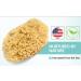 Buy XFO Sea Sponge - Natural Yellow 5.5in Loofah Alternative for Bathing & Exfoliating | All Natural USA Grown Sponges - Buy Online on GoSupps.com