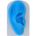 Buy Gernie Ear Model Accessories - Realistic Human Ear Displays for Anatomy & Hearing Enhancement - Buy Online on GoSupps.com
