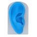 Silicone Ear Model Ear Model Simulated Display Ear Model Teaching Ear Model Teaching Transparent and Blue Flexible Ear Mold for Piercing Practice