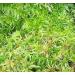 Fresh Sphagnum Moss live 0.5kg for orchids and terrariums 0.5 kg