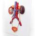 Human Urinary System Model-Ureter Bladder and Urethra Model-This Model is Composed of Kidney Ureter Bladder Bladder Arteries and Veins - Buy Online on GoSupps.com