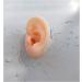 Soft Silicone Ear Model - Ear Acupoint Model - Silicone Ear Model -Artificial Simulation Human Ear - for Ear Picking Exercises Teaching Students Apair - Buy Online on GoSupps.com