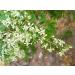 SEP VS Products Organic Dry Neem Flower | Dry Veppam Poo 100g - Buy Online on GoSupps.com