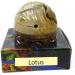 Stone Jar Lotus Solid Perfume Long Lasting Body Fragrance In Large Hand Carved- 8 gm (Pack Of 1) - Buy Online on GoSupps.com