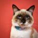 Shop Kittyrama Cat & Kitten Collars - Vogue Approved Vet-Approved Hypoallergenic & Comfortable - Mauve & Other Styles Available - Buy Online on GoSupps.com