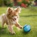 Chuckit! Scented Dog Ball Sniff Fetch Ball Dog Toy Durable High Bounce Bacon and Peanut Butter Scented Rubber Dog Ball Fetch Toy Medium 2 Pack Duo - Buy Online on GoSupps.com