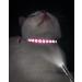 Taglory Reflective Cat Collar with Safety Clasp & Bell - Adjustable 2-Pack for Kittens & Cats (19-32cm) - Hot Pink - Buy Online on GoSupps.com