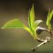 Pu-erh tea 2019 Lao Ban Zhang Zhengqitang 500-year-old tree 357g Raw - Buy Online on GoSupps.com