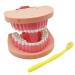 Dytah dental teeth model brusse toothed dental practice teeth typodonts model gingiva visible demonstration lesson study tool