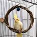 Qeeheng Natural Wood Bird Swing - Circular Hanging Ring with Bell | Parrot Cage Accessories for Nymphensittiche & More - Buy Online on GoSupps.com