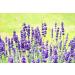 Fragrant Moments Lavender Bath Additive 500ml | Pure Essential Oils | Cruelty-Free International Shipping - Buy Online on GoSupps.com